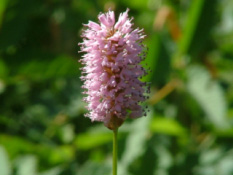 Persicaria bistortaAdderwortel bestellen